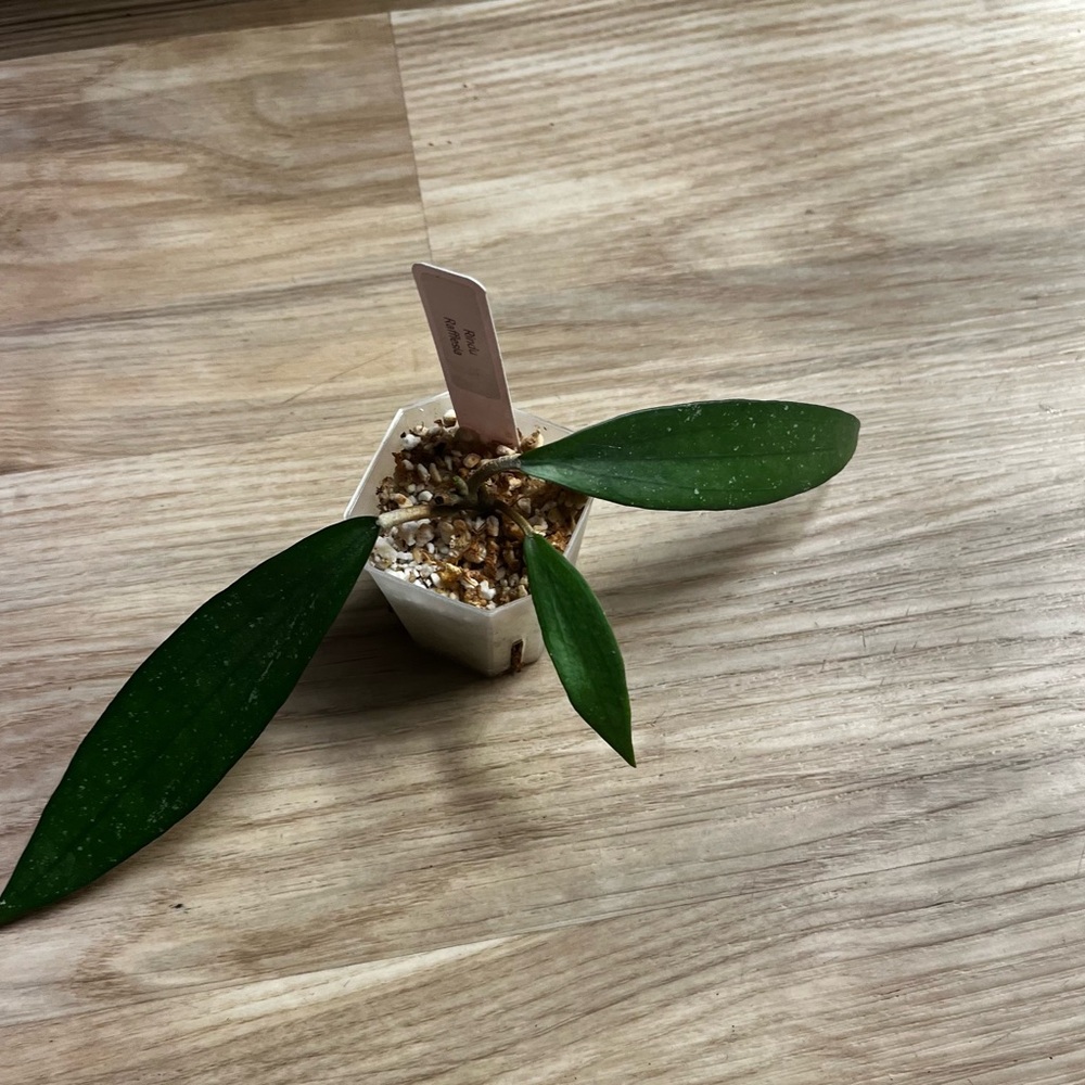 Hoya Rindu Rafflesia